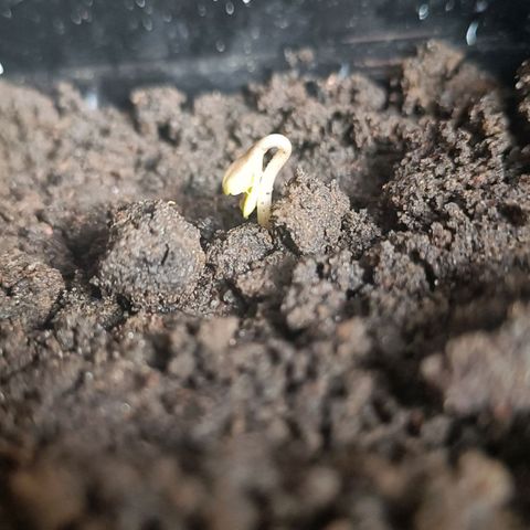 SUPER SKUNK #2🌱 growlog photo: TIME : 11:03