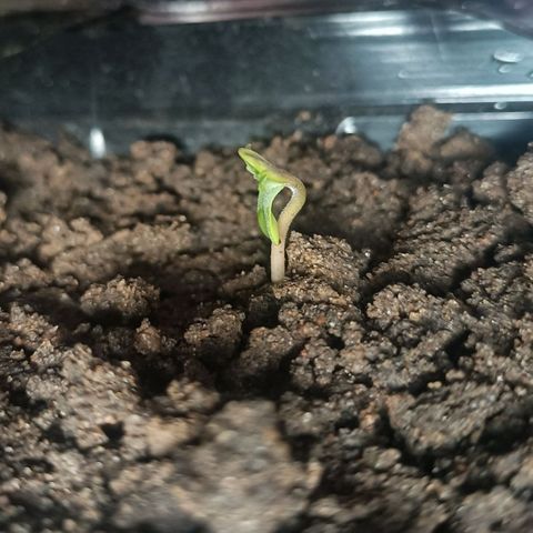 SUPER SKUNK #2🌱 growlog photo: TIME : 16:23