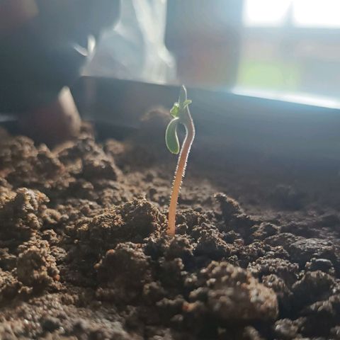 SUPER SKUNK #3🌱 growlog photo: TIME : 16:23