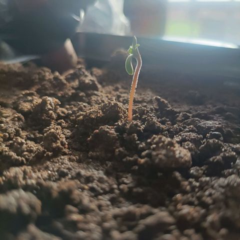 SUPER SKUNK #3🌱 growlog timeline photo