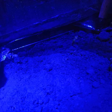 SUPER SKUNK #2🌱 growlog photo: During the seedling stage, the LED blue light spectrum is preferred. Moist soil, high humidity, and eighteen hours of the LED blue light spectrum will ensure the rapid growth of cannabis. The LED blue light encourages root and leaf development to stabilize the plant as it grows bigger.