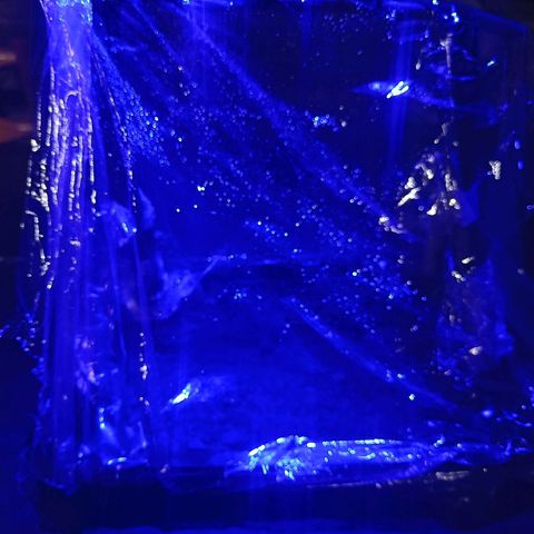SUPER SKUNK #2🌱 growlog photo: During the seedling stage, the LED blue light spectrum is preferred. Moist soil, high humidity, and eighteen hours of the LED blue light spectrum will ensure the rapid growth of cannabis. The LED blue light encourages root and leaf development to stabilize the plant as it grows bigger.