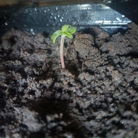 SUPER SKUNK #2🌱 growlog photo: TIME : 07:43