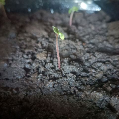 SUPER SKUNK #3🌱 growlog photo: TIME : 07:43