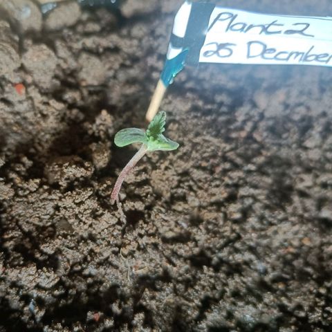SUPER SKUNK #2🌱 growlog photo: TIME : 12:17