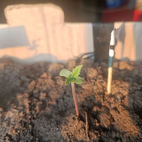 SUPER SKUNK #2🌱 growlog photo: TIME : 18:32