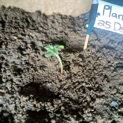 SUPER SKUNK #3🌱 growlog photo: TIME : 12:17