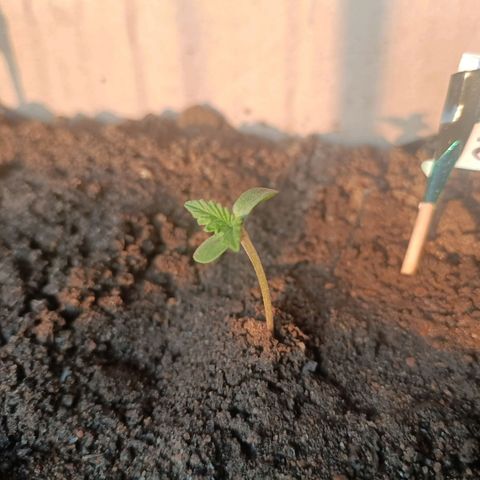 SUPER SKUNK #3🌱 growlog photo: TIME : 18:32
