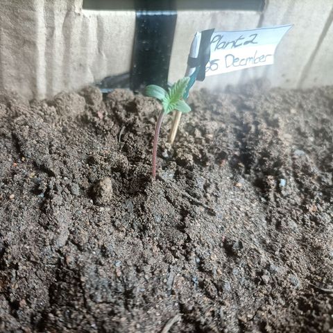 SUPER SKUNK #2🌱 growlog photo: TIME : 08:46