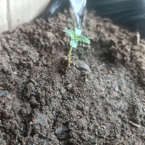 SUPER SKUNK #3🌱 growlog photo: TIME : 08:46