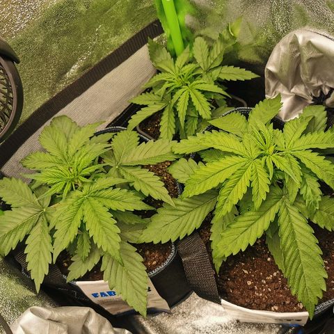 Gorilla Glue Auto growlog timeline photo