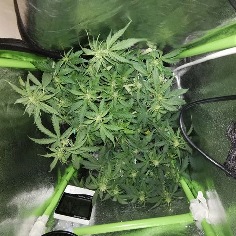 Gorilla Glue Auto growlog timeline photo