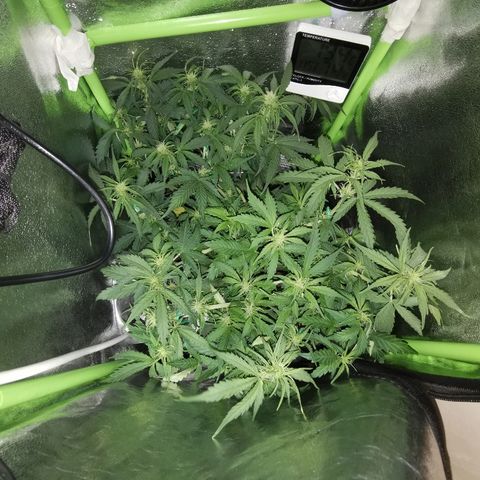 Gorilla Glue Auto growlog timeline photo