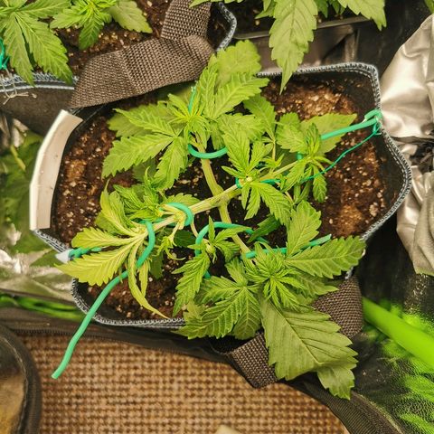 Gorilla Glue Auto growlog timeline photo