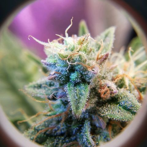 Gorilla Glue Auto growlog timeline photo