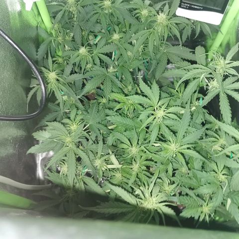Gorilla Glue Auto growlog timeline photo