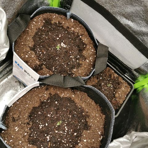 Gorilla Glue Auto growlog timeline photo