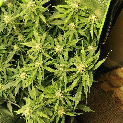 Gorilla Glue Auto growlog timeline photo
