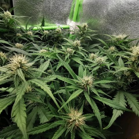 Gorilla Glue Auto growlog timeline photo