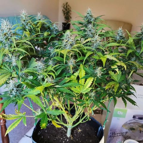 Gorilla Glue Auto growlog timeline photo