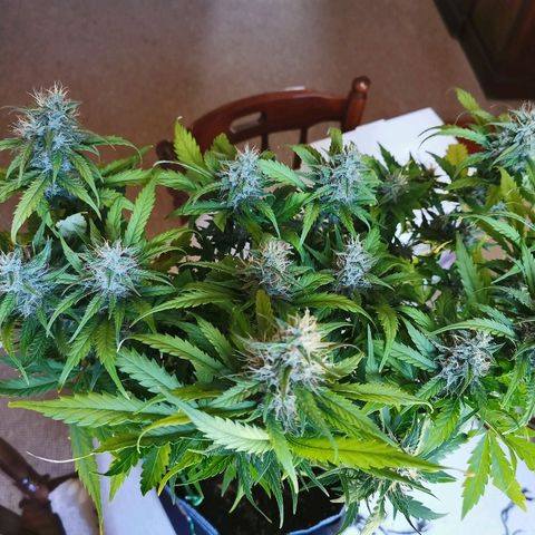 Gorilla Glue Auto growlog timeline photo