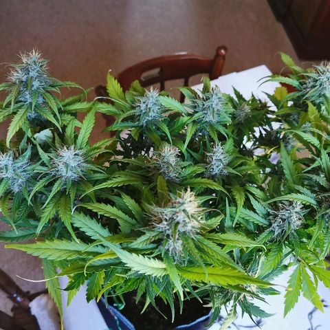 Gorilla Glue Auto growlog timeline photo