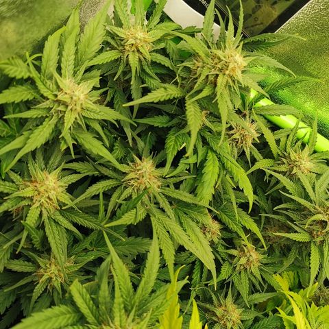 Gorilla Glue Auto growlog timeline photo