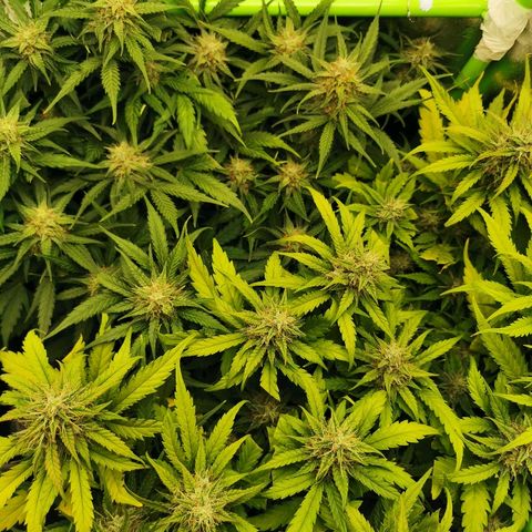 Gorilla Glue Auto growlog timeline photo