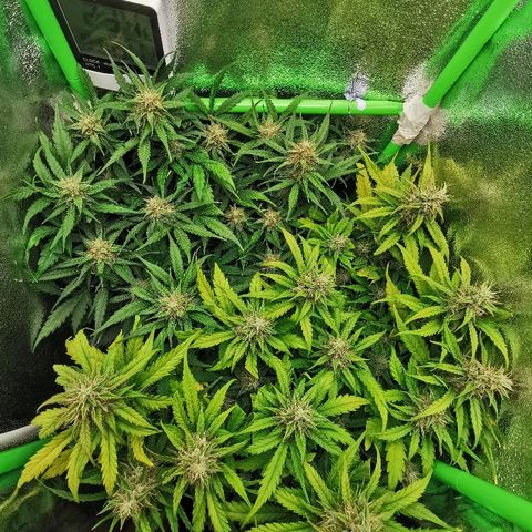 Gorilla Glue Auto growlog timeline photo