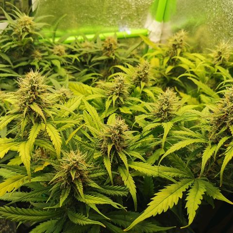 Gorilla Glue Auto growlog timeline photo