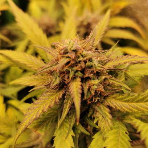 Gorilla Glue Auto growlog timeline photo