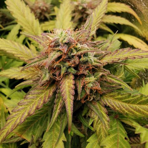 Gorilla Glue Auto growlog timeline photo