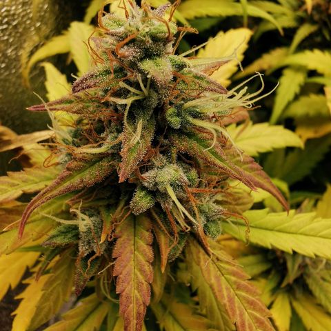 Gorilla Glue Auto growlog timeline photo