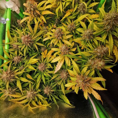 Gorilla Glue Auto growlog timeline photo
