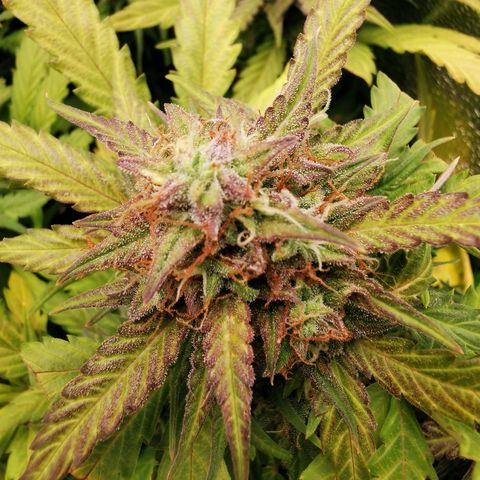 Gorilla Glue Auto growlog timeline photo