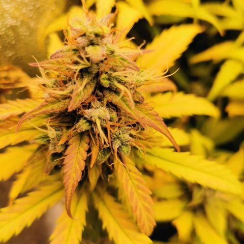 Gorilla Glue Auto growlog timeline photo