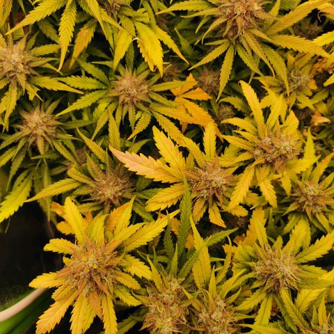 Gorilla Glue Auto growlog timeline photo