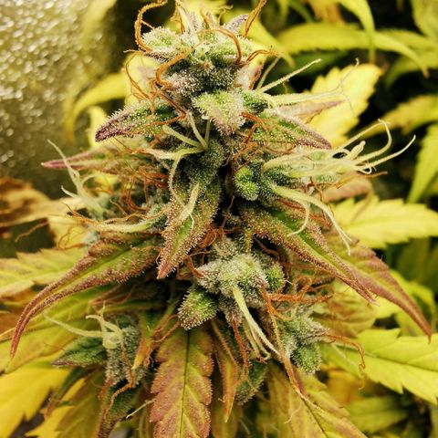 Gorilla Glue Auto growlog timeline photo