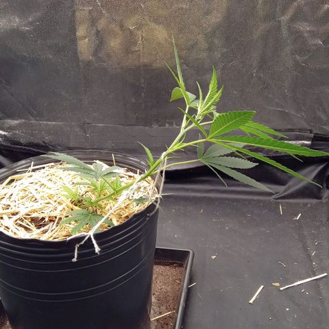 ZKIEM growlog photo: Lst 33 dias