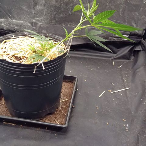 ZKIEM growlog photo: Lst 33 dias