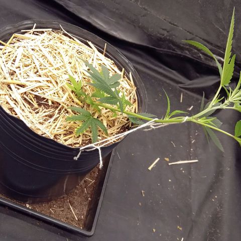 ZKIEM growlog photo: Lst 33 dias