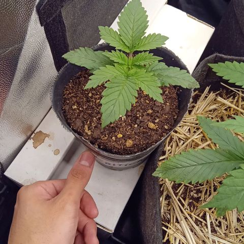 Kritikal Bilbo x AK-47 growlog timeline photo
