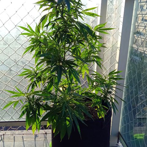 ZKIEM growlog timeline photo
