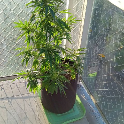 ZKIEM growlog timeline photo