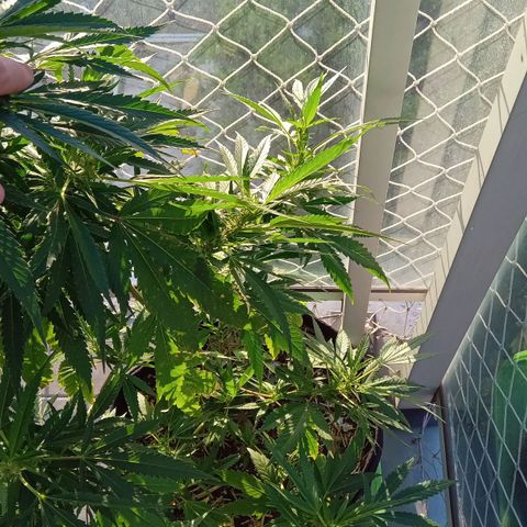 ZKIEM growlog timeline photo