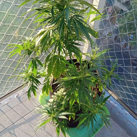 ZKIEM growlog timeline photo