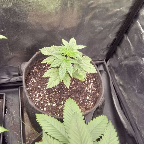 Kritikal Bilbo x AK-47 growlog timeline photo