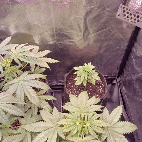 Kritikal Bilbo x AK-47 growlog timeline photo