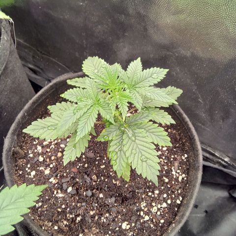 Kritikal Bilbo x AK-47 growlog timeline photo