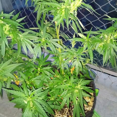 ZKIEM growlog timeline photo